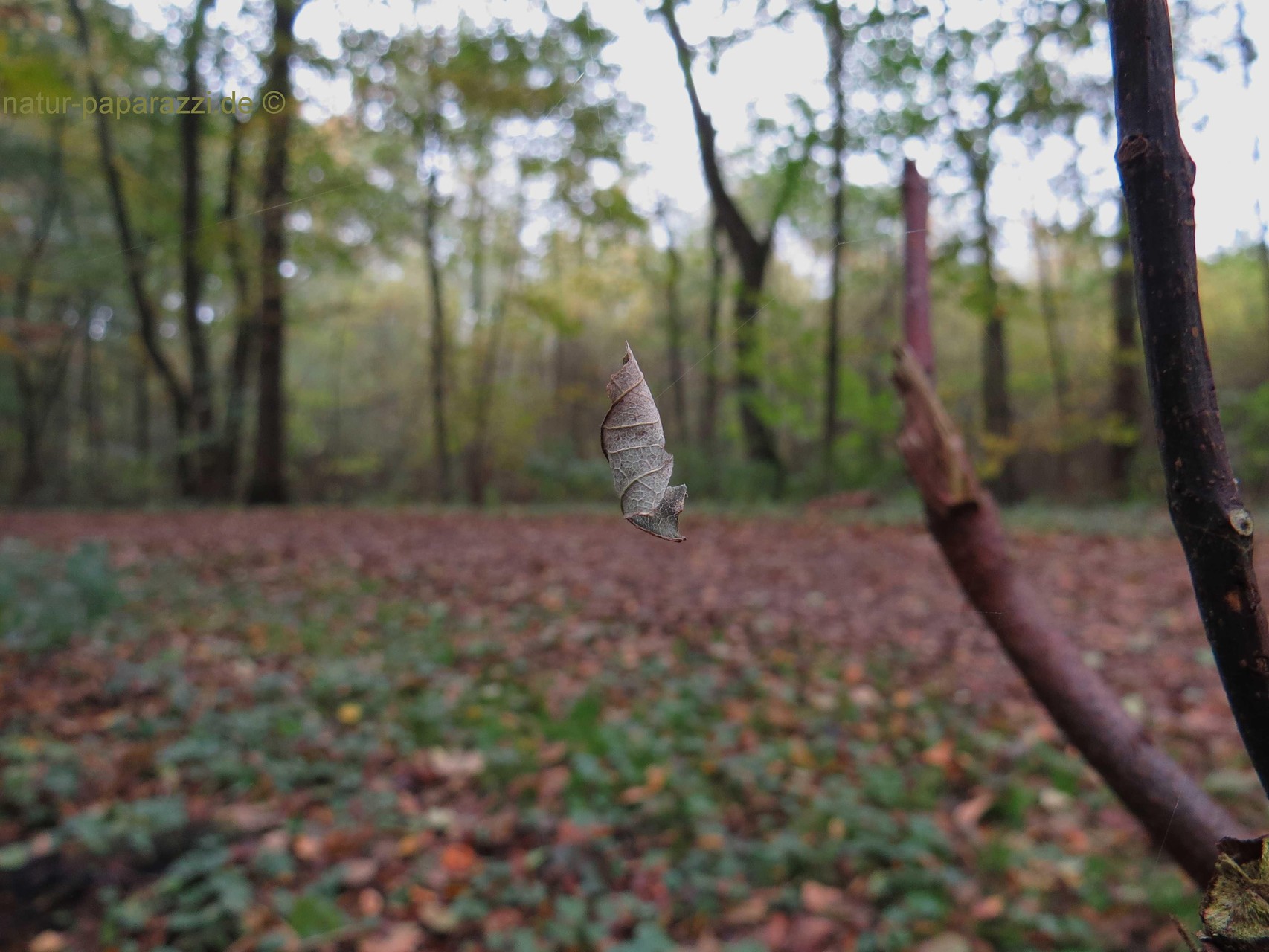 Ein schwebendes Blatt ;o)