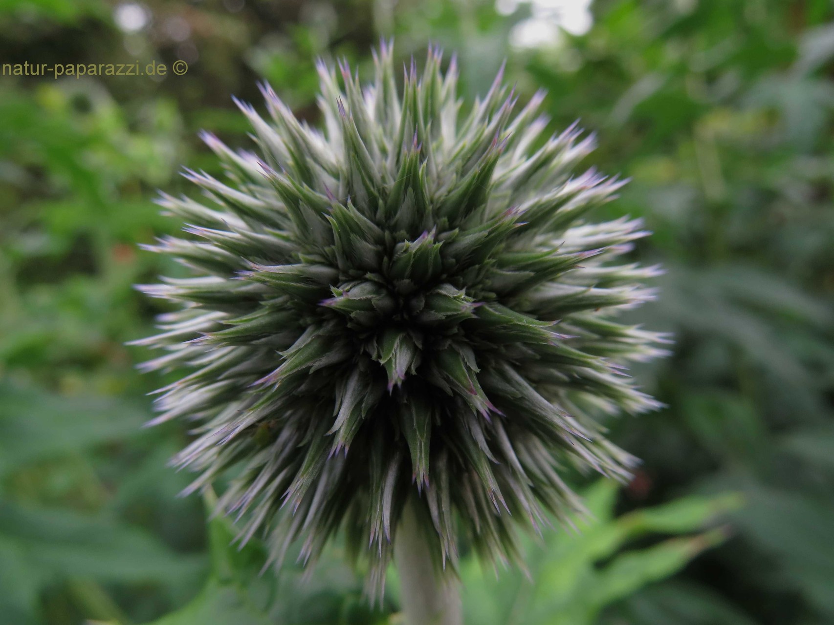 Kugeldistel