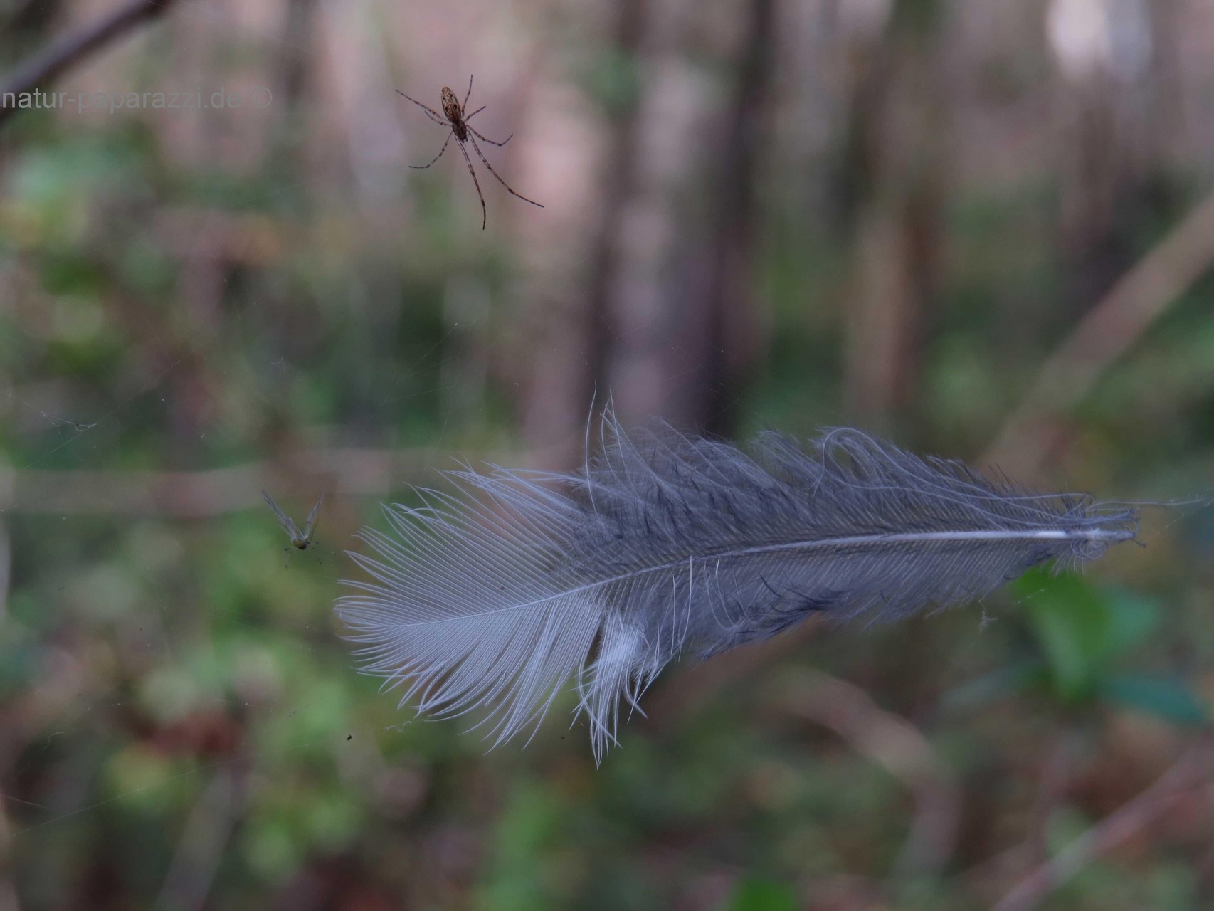 Da hat die kleine Spinne aber einen großen "Fang" gemacht ;o)