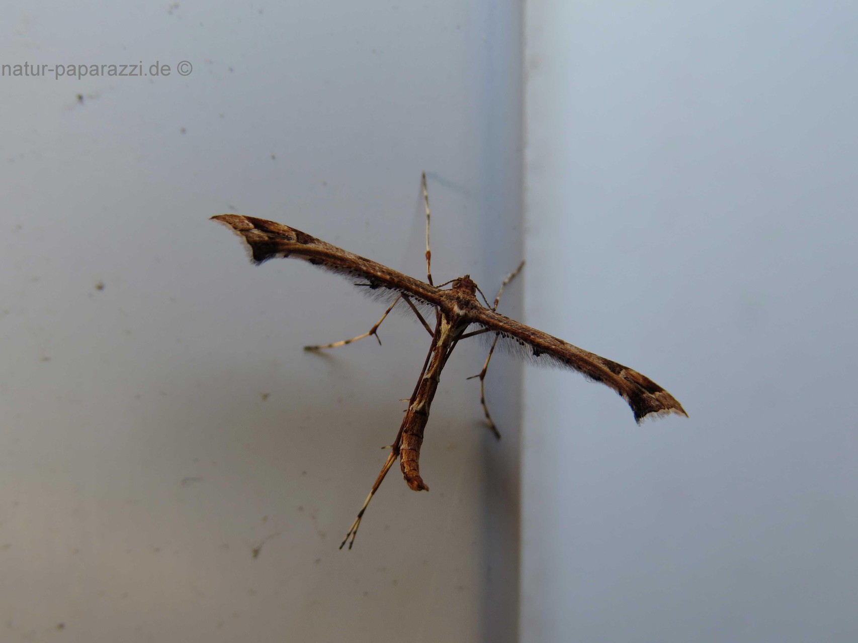 Dieser Schmetterling (Emmelina monodactyla, Familie Federgeistchen oder Federmotte) kann trotz der schmalen Flügel fliegen.