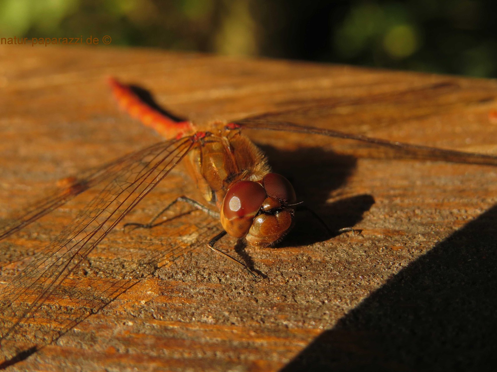 Blutrote Heidelibelle