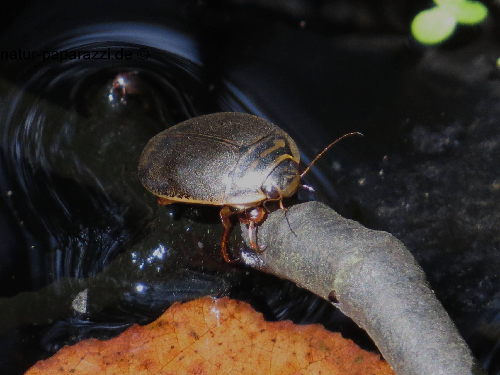 Gelbrandkäfer (Wasserkäfer) beim Sonnenbad