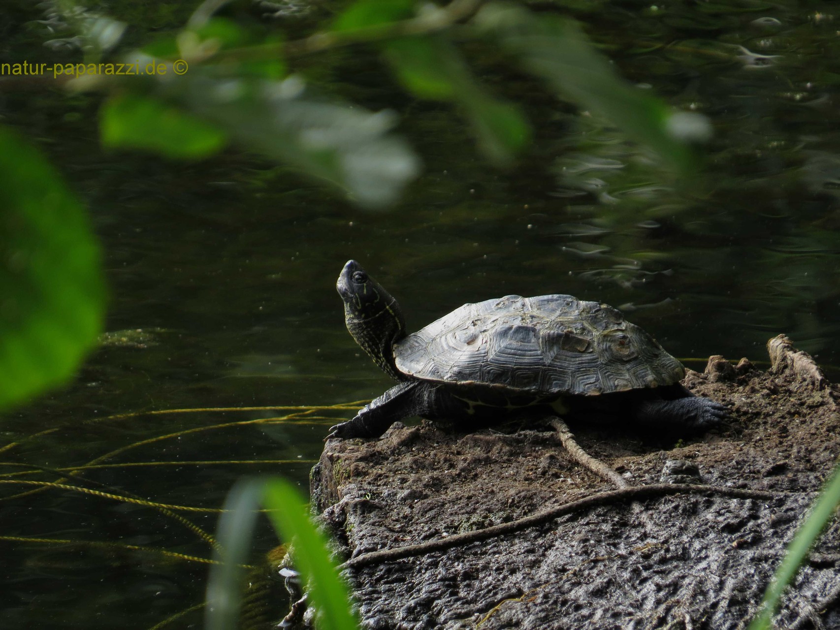 Kennt jemand diese Schildkrötenart?