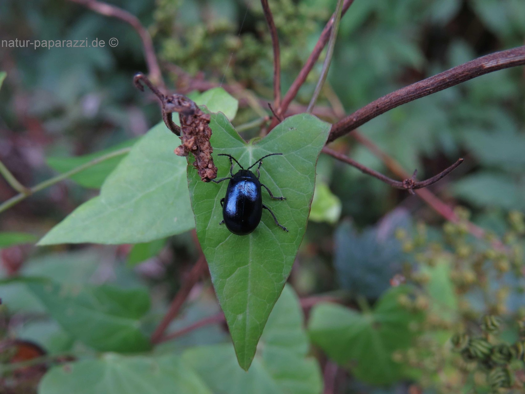 Blauer Erlenblattkäfer