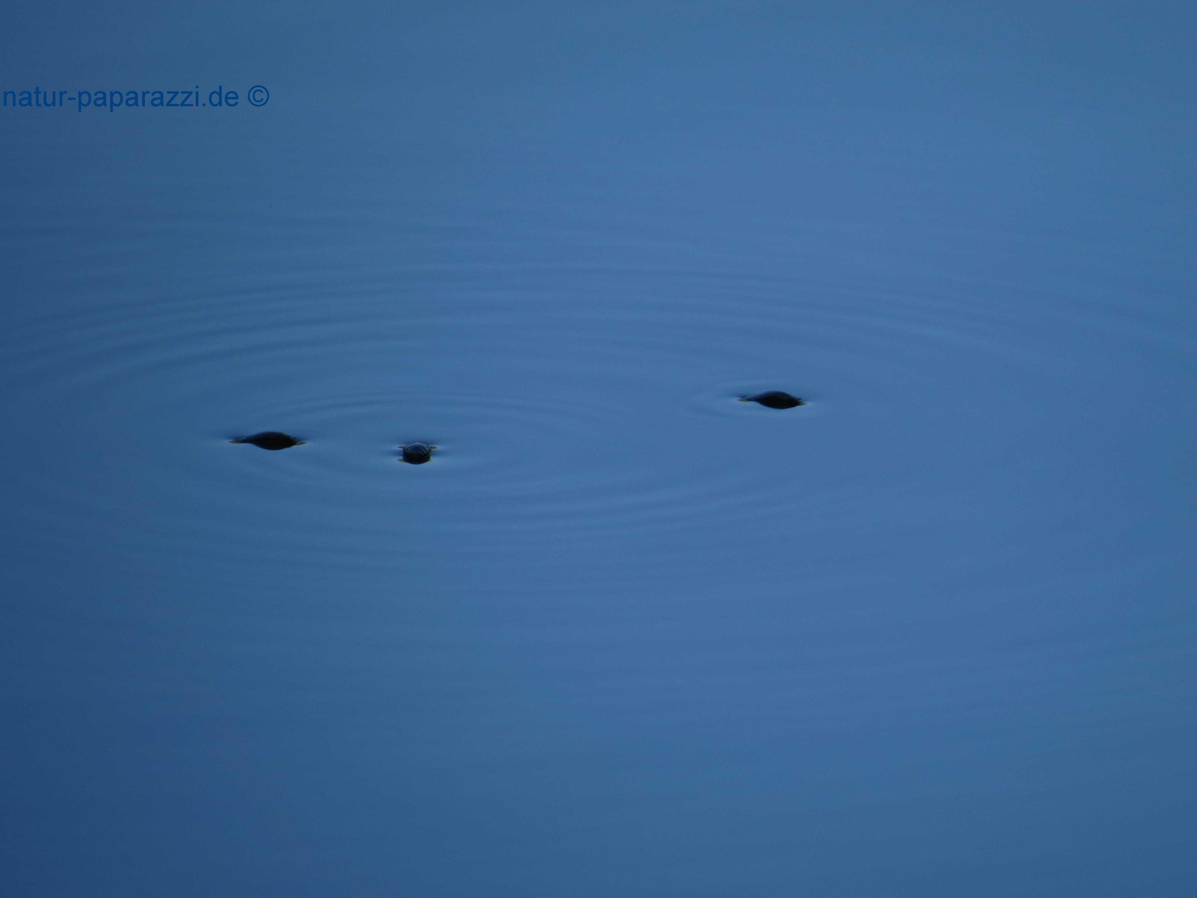 Die 3 Punkte sind Taumelkäfer. Sie flitzen bis 50 cm die Sekunde schnell über die Wasseroberfläche. Sie haben Komplexaugen und können gleichzeitig über und unter Wasser sehen