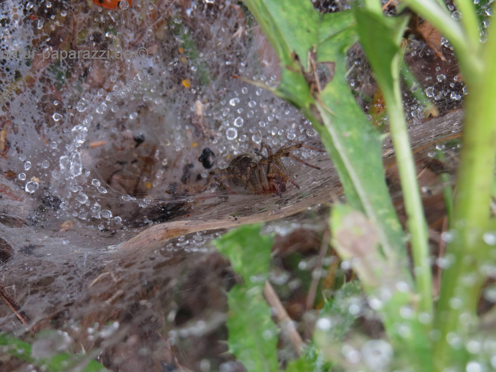 Labyrinthspinne (Agelena labyrinthica)