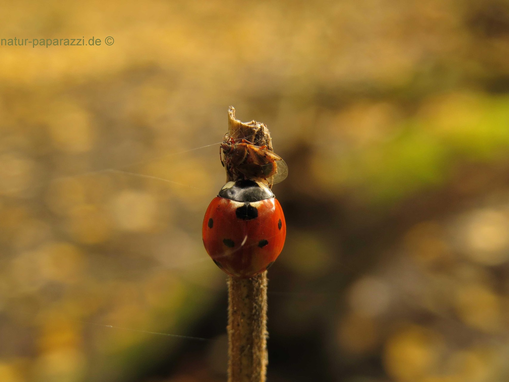 Siebenpunkt Marienkäfer und eine kleine Glasflügelwanze (eventuell Rhopalus Parumpunctatus)