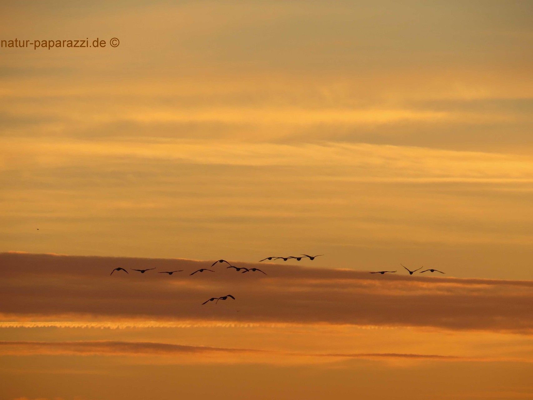 Graugänse im Sonnenaufgang.