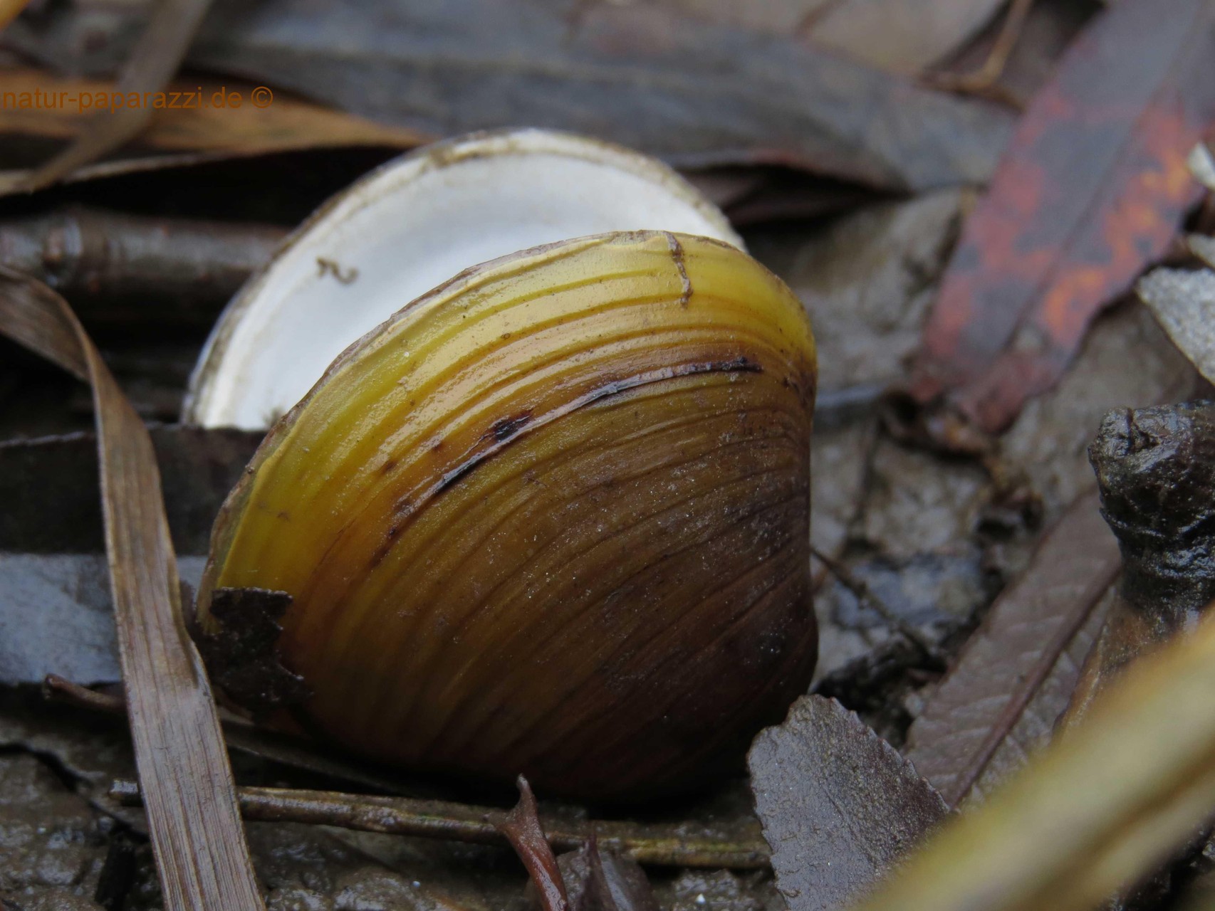 Die Körbchenmuschel stammt aus Asien. Diese Süßwassermuschel wurde im 20. Jahrundert in Europa eingeschleppt. Man findet die Schalen öfter an der Elbe.