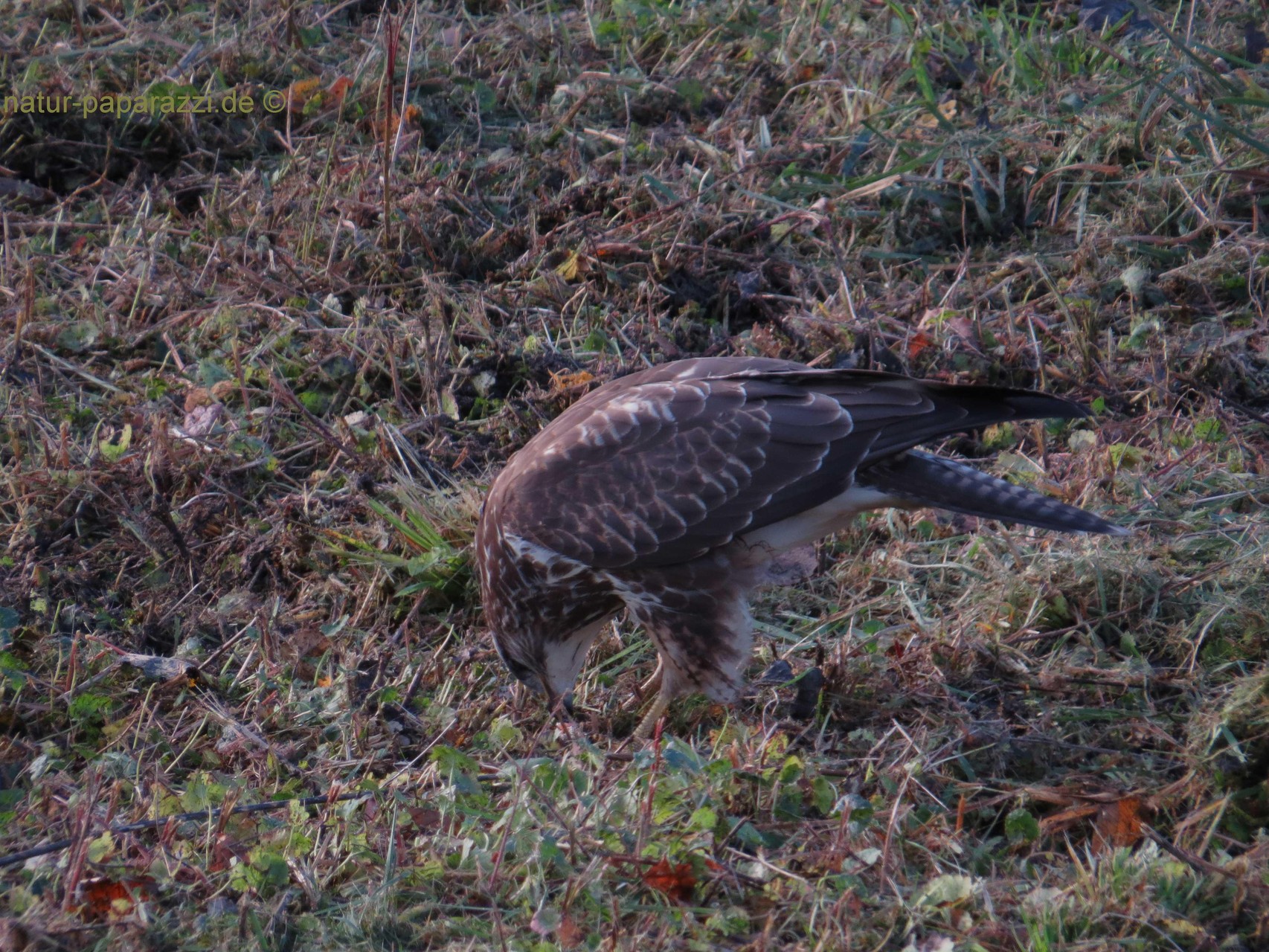 Mäusebussard bei der Mahlzeit.