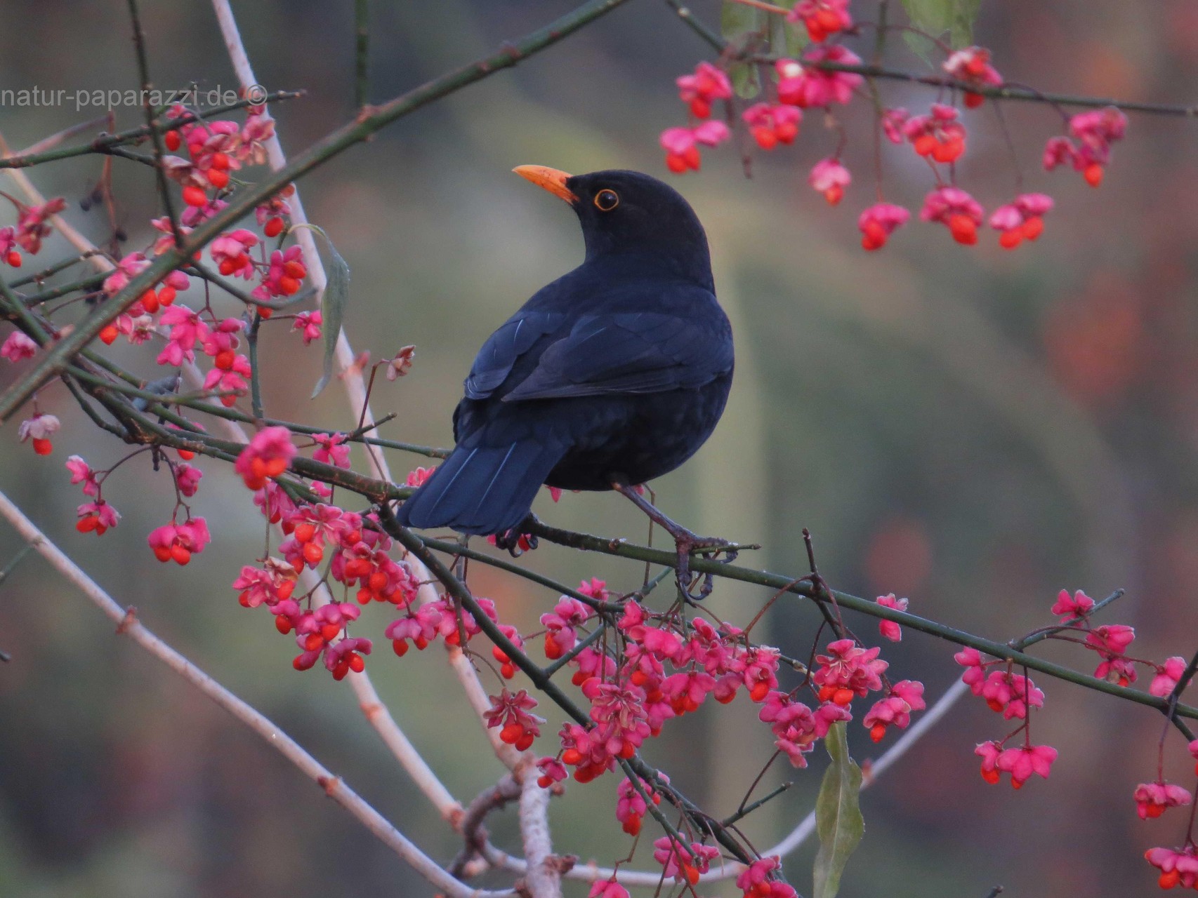Amsel