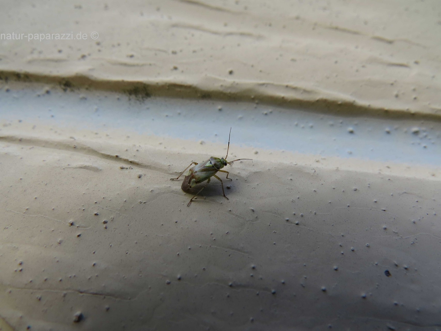 Neolygus viridis. Diese Wanzen leben überwiegend an Linden Sie ernähren sich hauptsächlich von der Linde, gelegentlich auch von anderen Laubbäumen. Es kann vorkommen, dass sie auch an Blattläusen saugen.