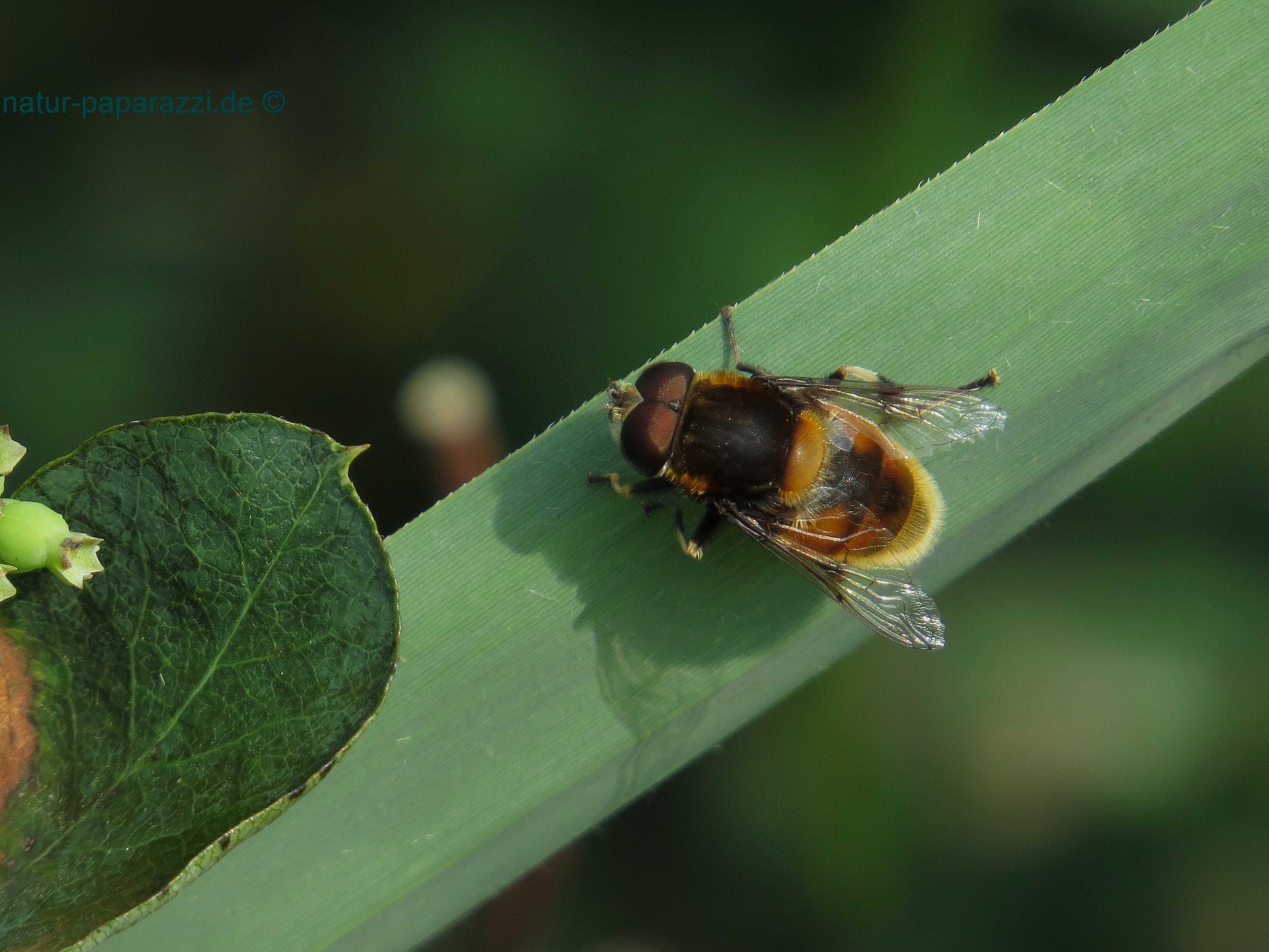 Hummel-Keilfleckschwebfliege