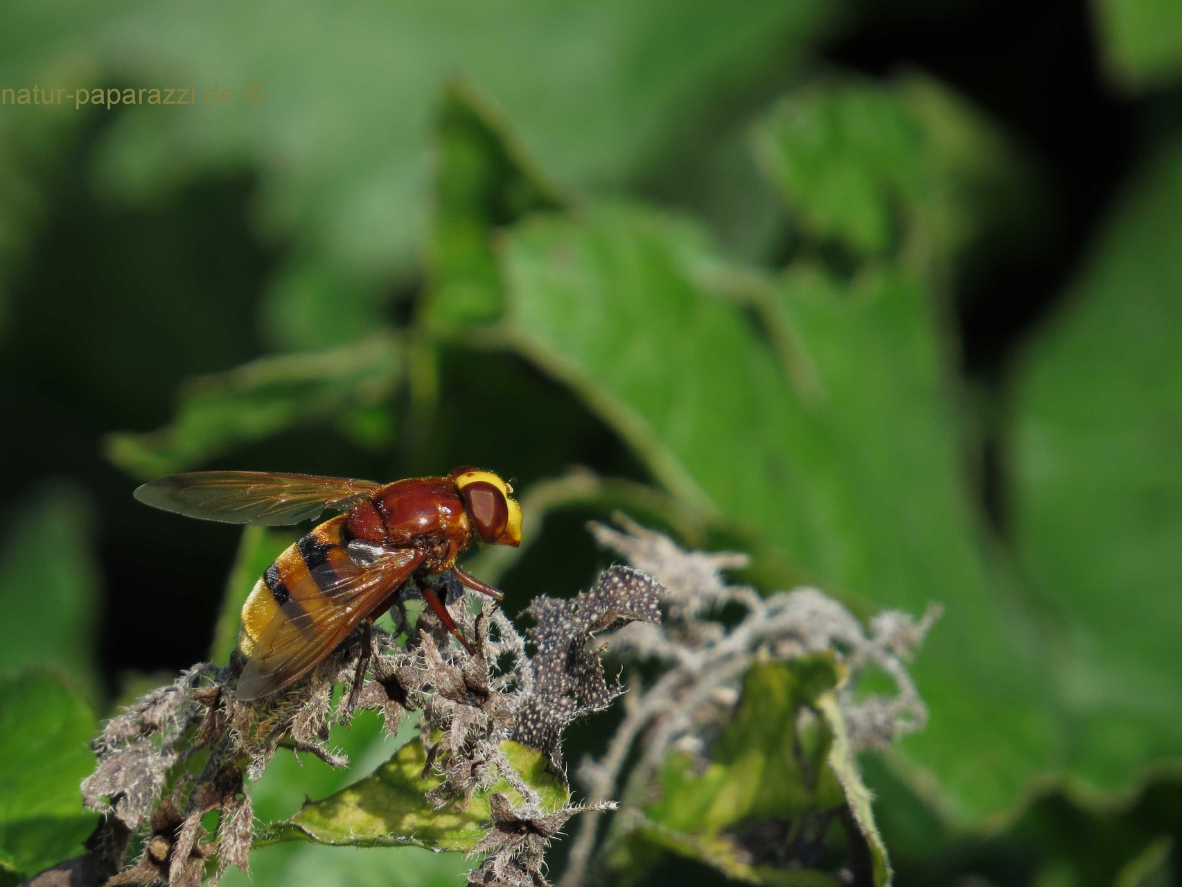 Gebänderte Waldschwebfliege