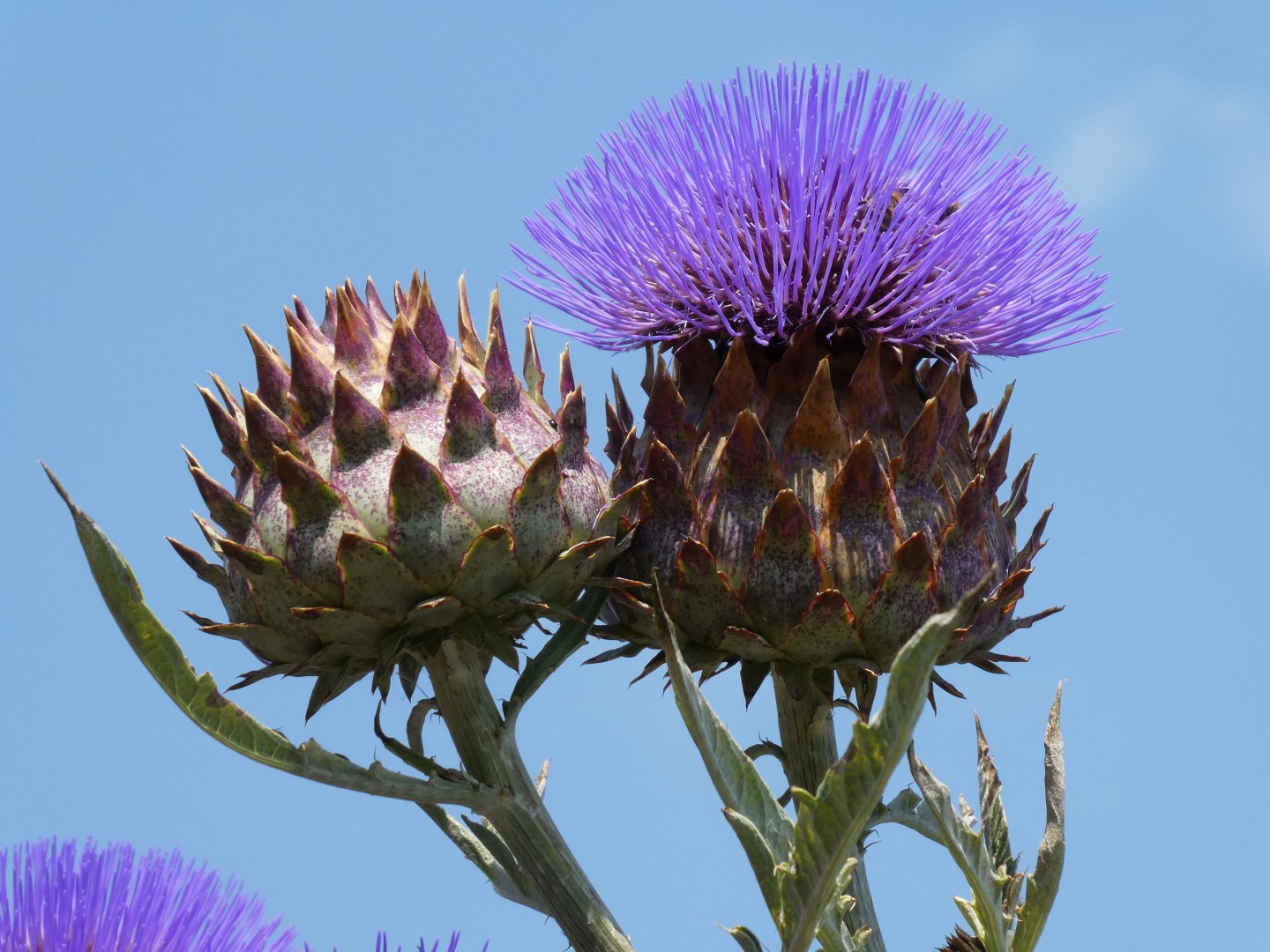 Diestelblüte