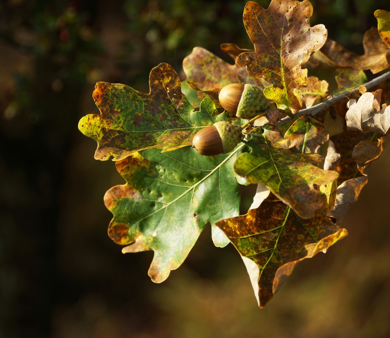 Herbstfrüchte