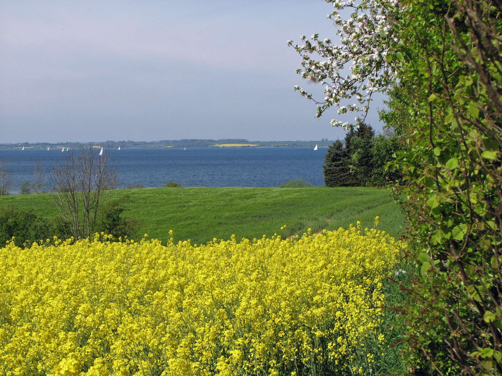 Rapsfeld - Ostsee