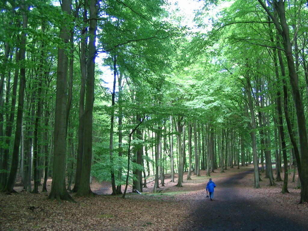 Waldspaziergang - Rügen