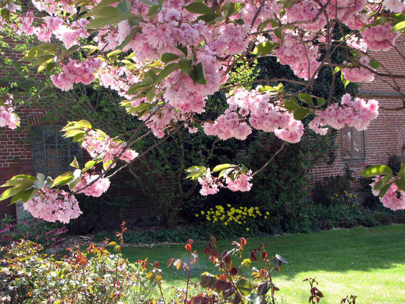 Kirschblüten