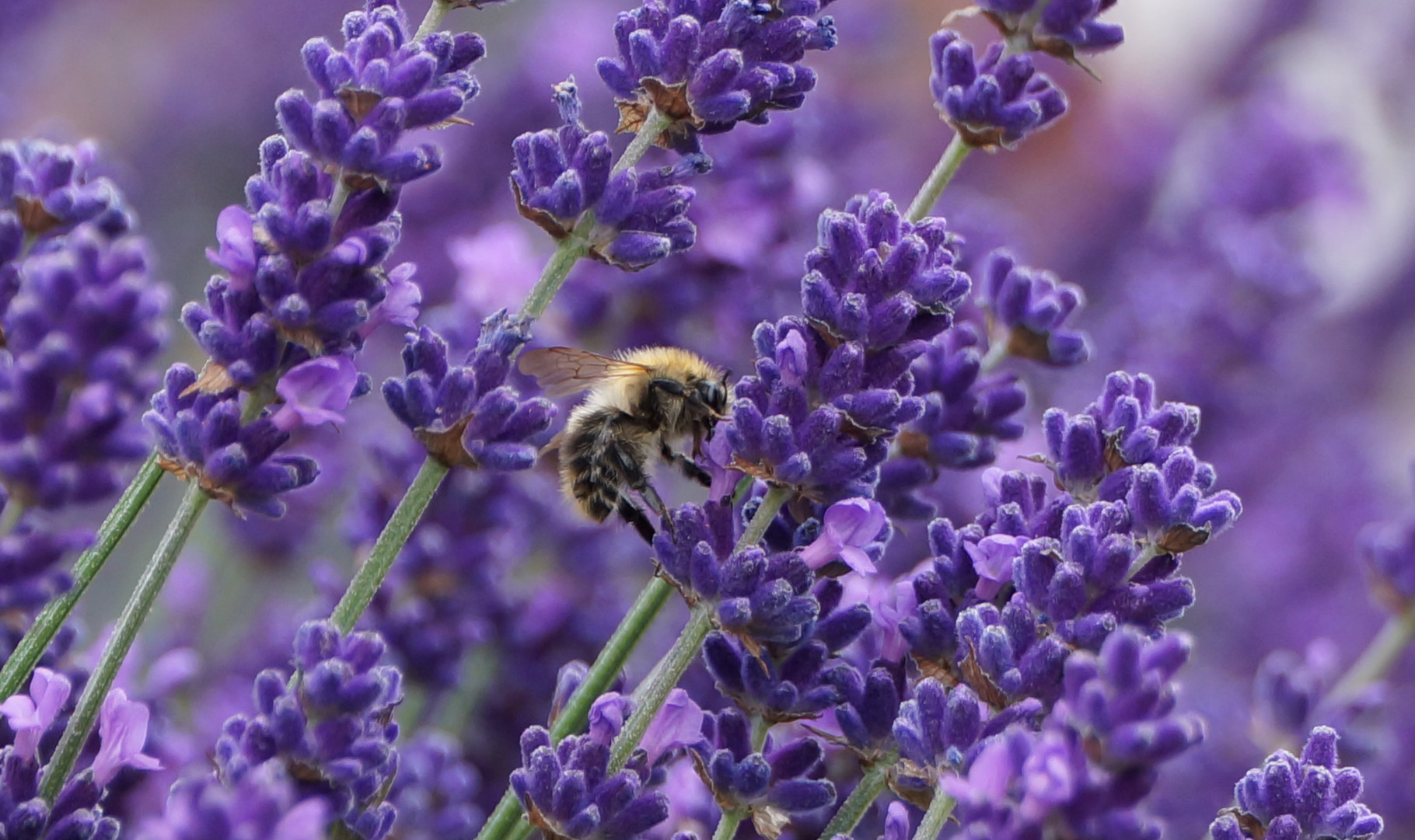 Lavendel