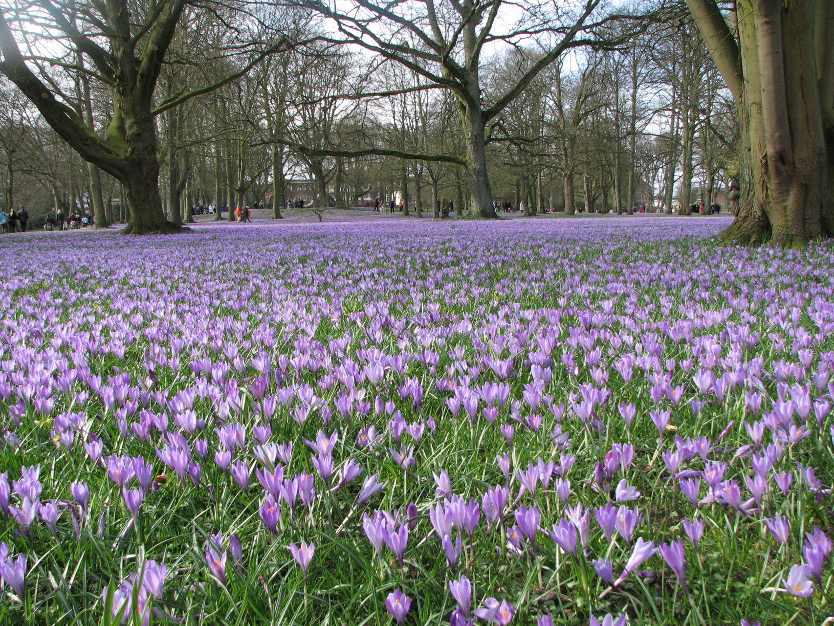 Schloßpark - Husum