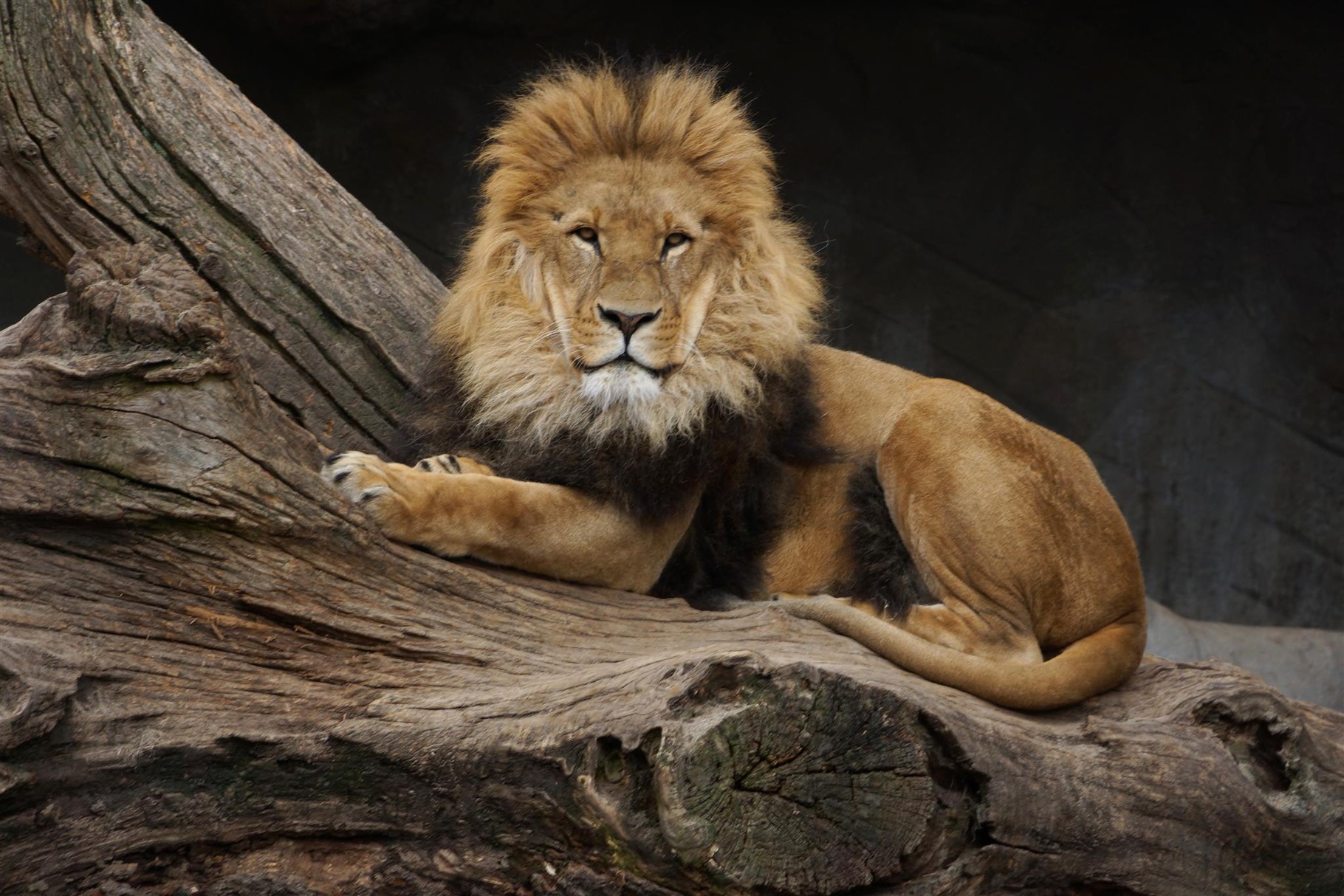 Löwe - Hagenbecks Tierpark Hamburg