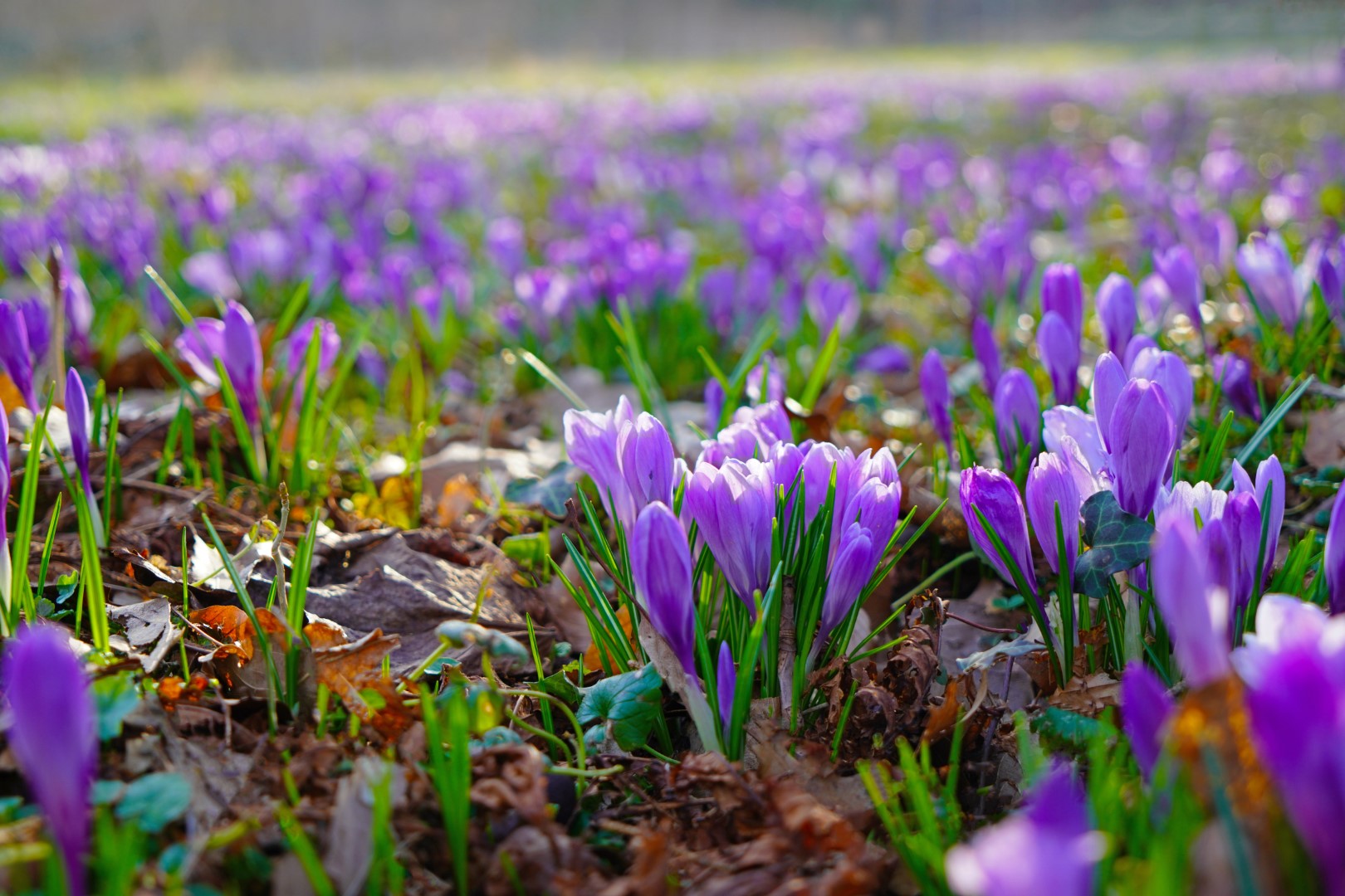 Frühling