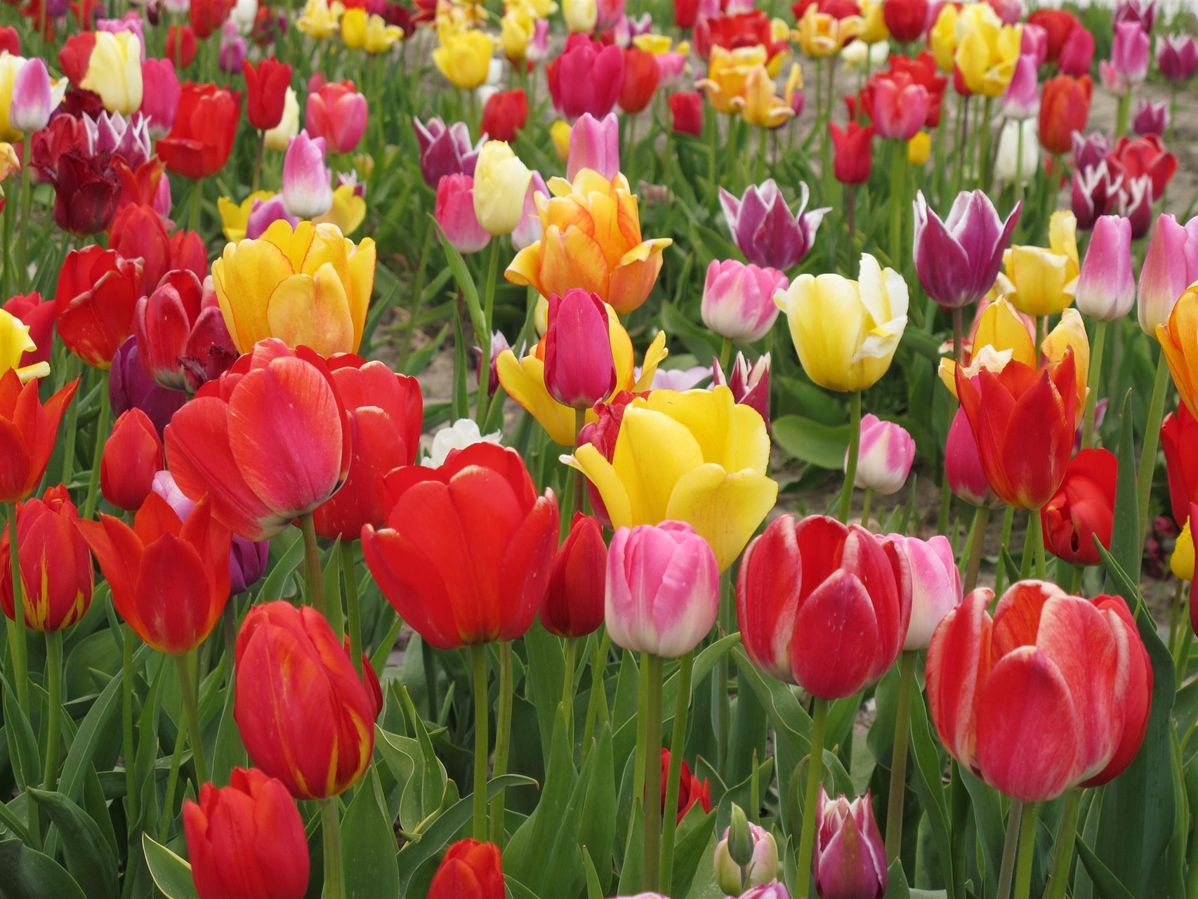 Tulpenblüte
