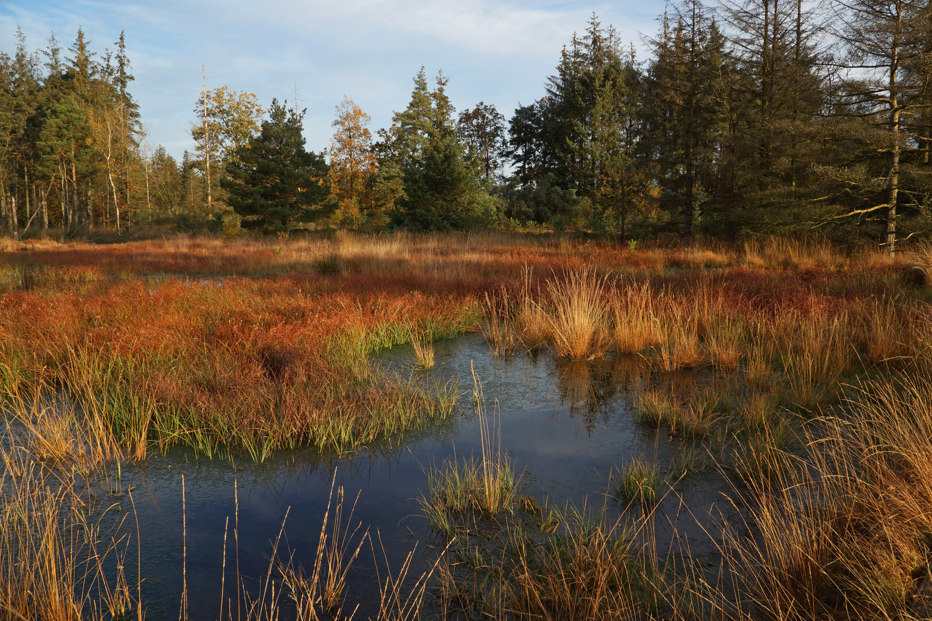 Moor - Bordelumer Heide