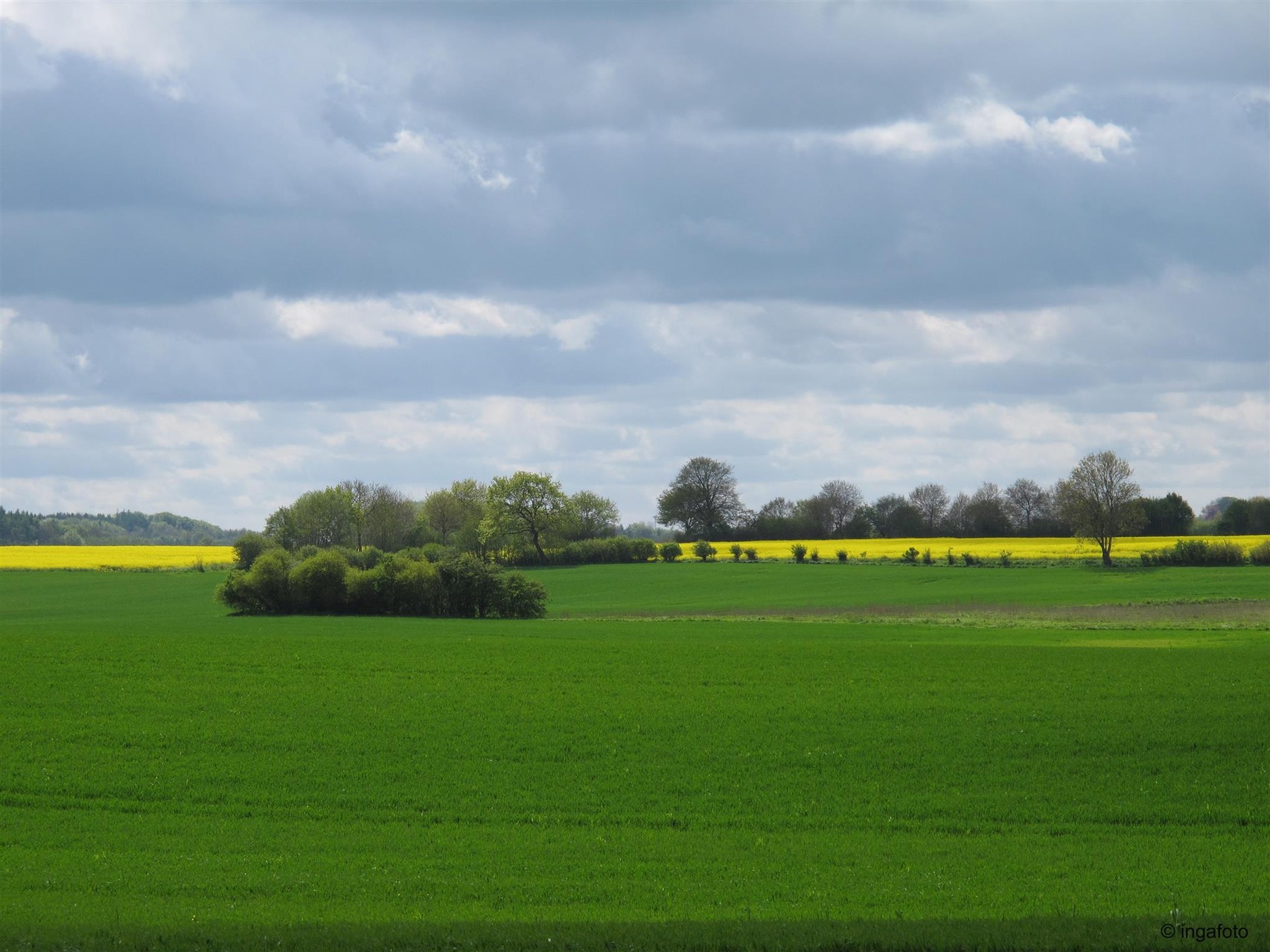 Rapsfeld - Angeln