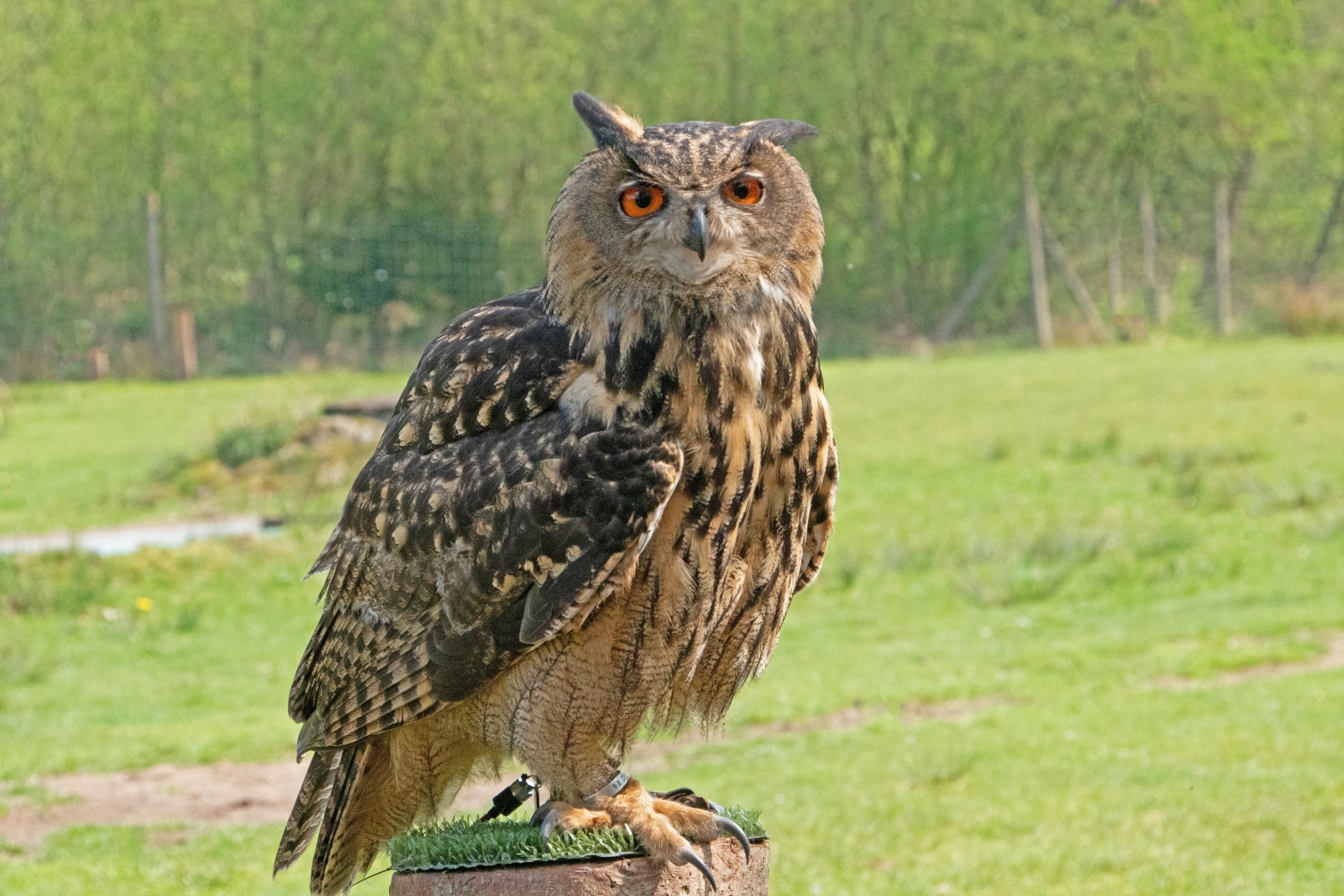 Uhu - Wildpark Eekholt