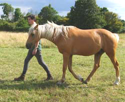 Stage de développement personnel avec le cheval : s'affirmer et coopérer.