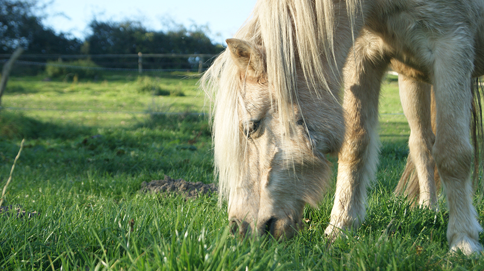 Pferde, Ponys von Gut Rodeberg - Seniorpferde aktiv mit Kindern
