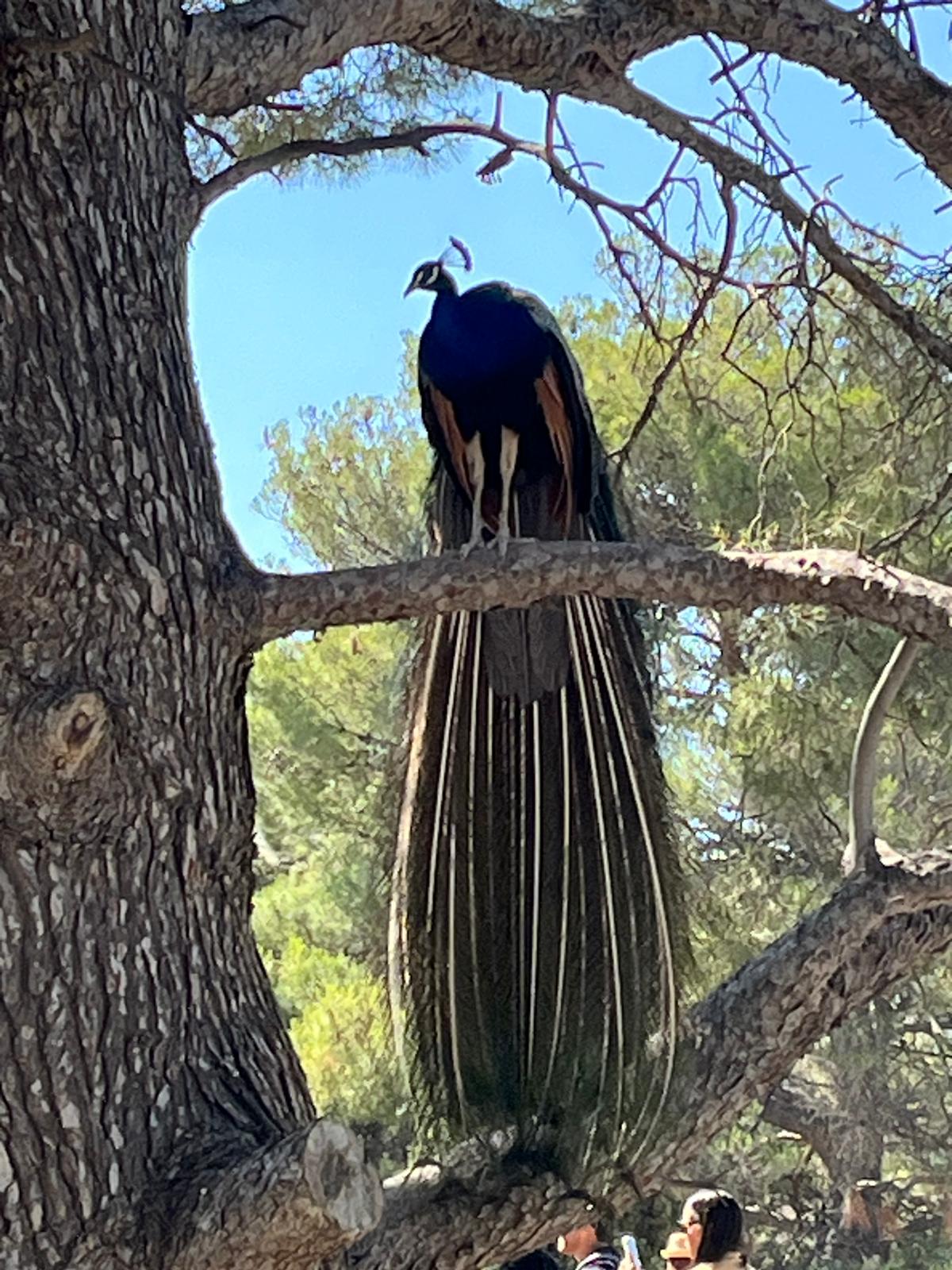 Ein "König" in Knossos