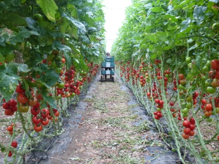 Leckere Tomaten