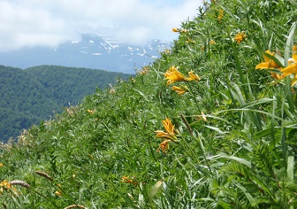 【大平山】お花好きなら一度は登ってみたい