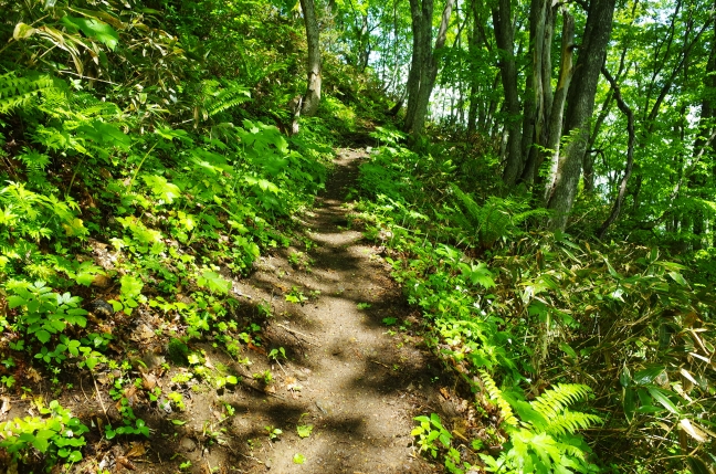 近場再発見｜コロナ禍だからこそ行きやすい森や低山、自然公園