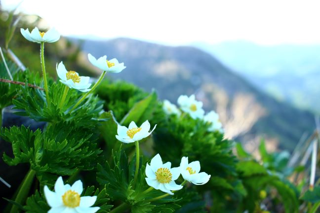 早朝から神居尻山に登った話