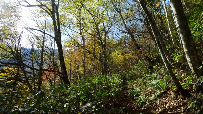 訪れる人が少なくて廃道に近づく登山道を登山者自らが自主的に整備する話