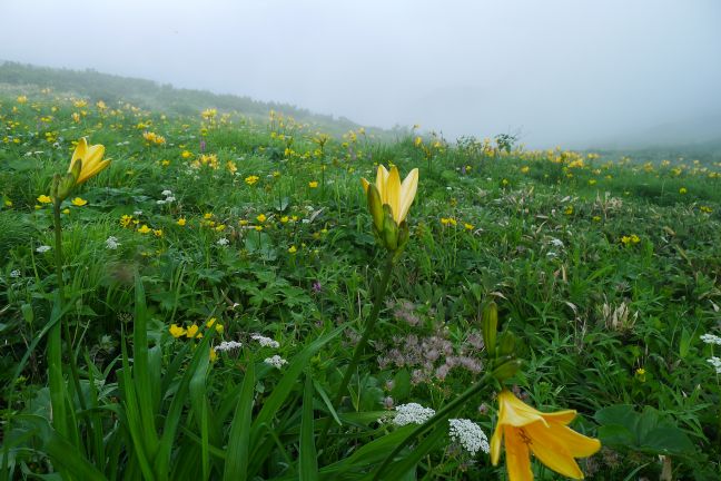 お花畑