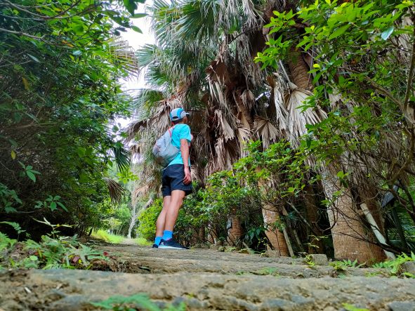 熱田岳｜沖縄県 県民の森を歩く小さな旅（5月中旬）