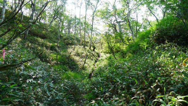 イドンナップ岳登山道