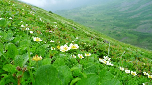 7月中旬に幌尻岳（糠平川コース）に登ってみた話