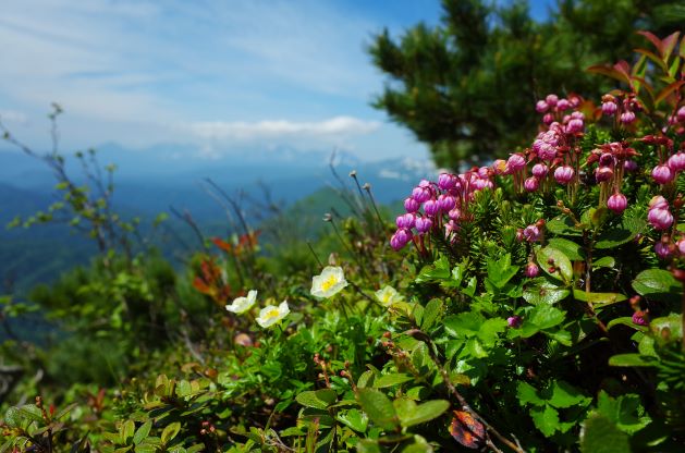 そろそろ大雪山の夏山シーズン。登山口へのアクセスは？