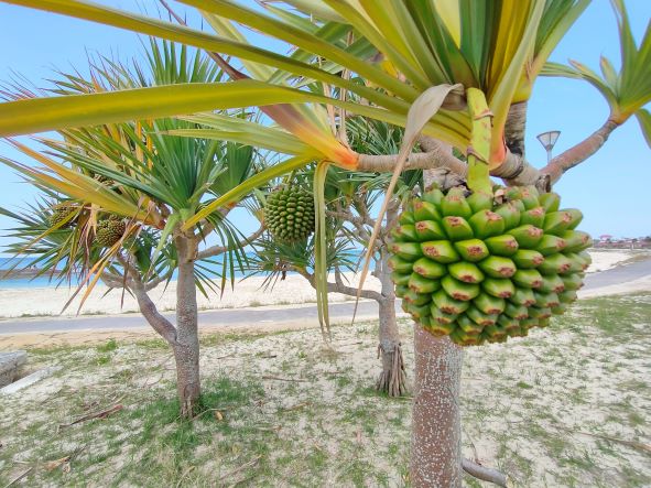 夏の沖縄へ行ってみることにした話