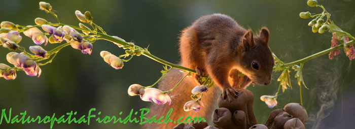 scoiattolo con scritta naturopatia