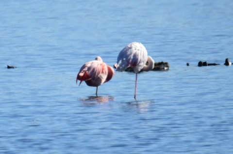 Ferienprogramm: Tanzende Flamingos und Osterhasen im Zwillbrocker Venn