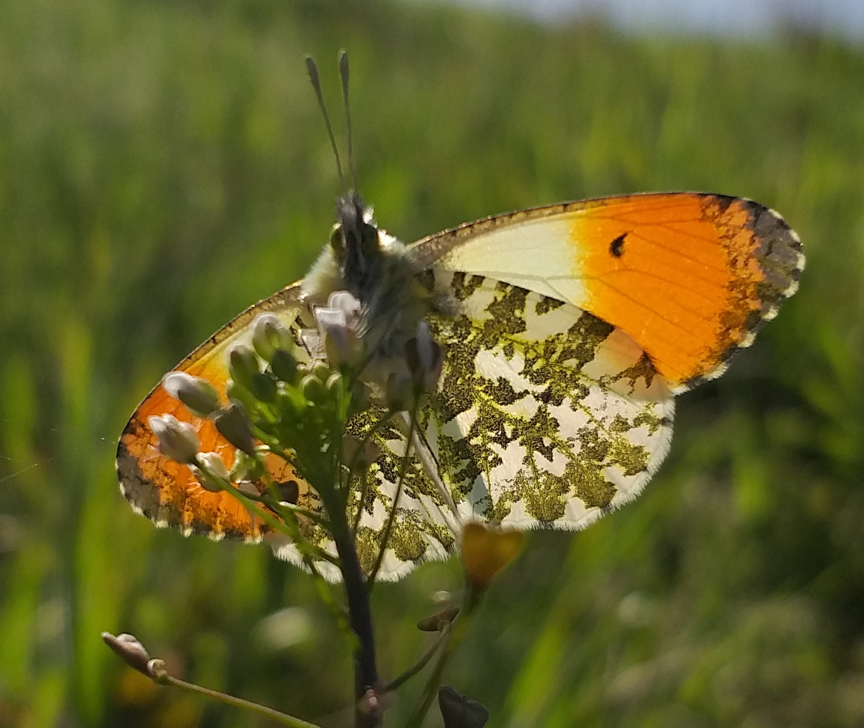 Schmetterlinge - unsere heimischen Tagfalter
