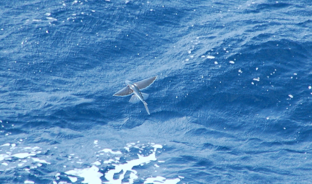 Fliegende Fische, extrem schwer zu fotografieren. Das schönste von 120 Fotos..........Atlantik im Dez.2011