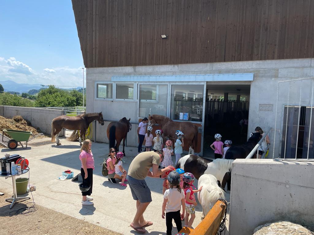 Pony und Bauernhof